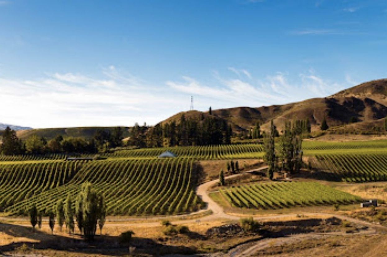 Sam Neill’s latest acquisition, the Fusilier vineyard in Central Otago, New Zealand is dedicated solely to Pinot Noir production.