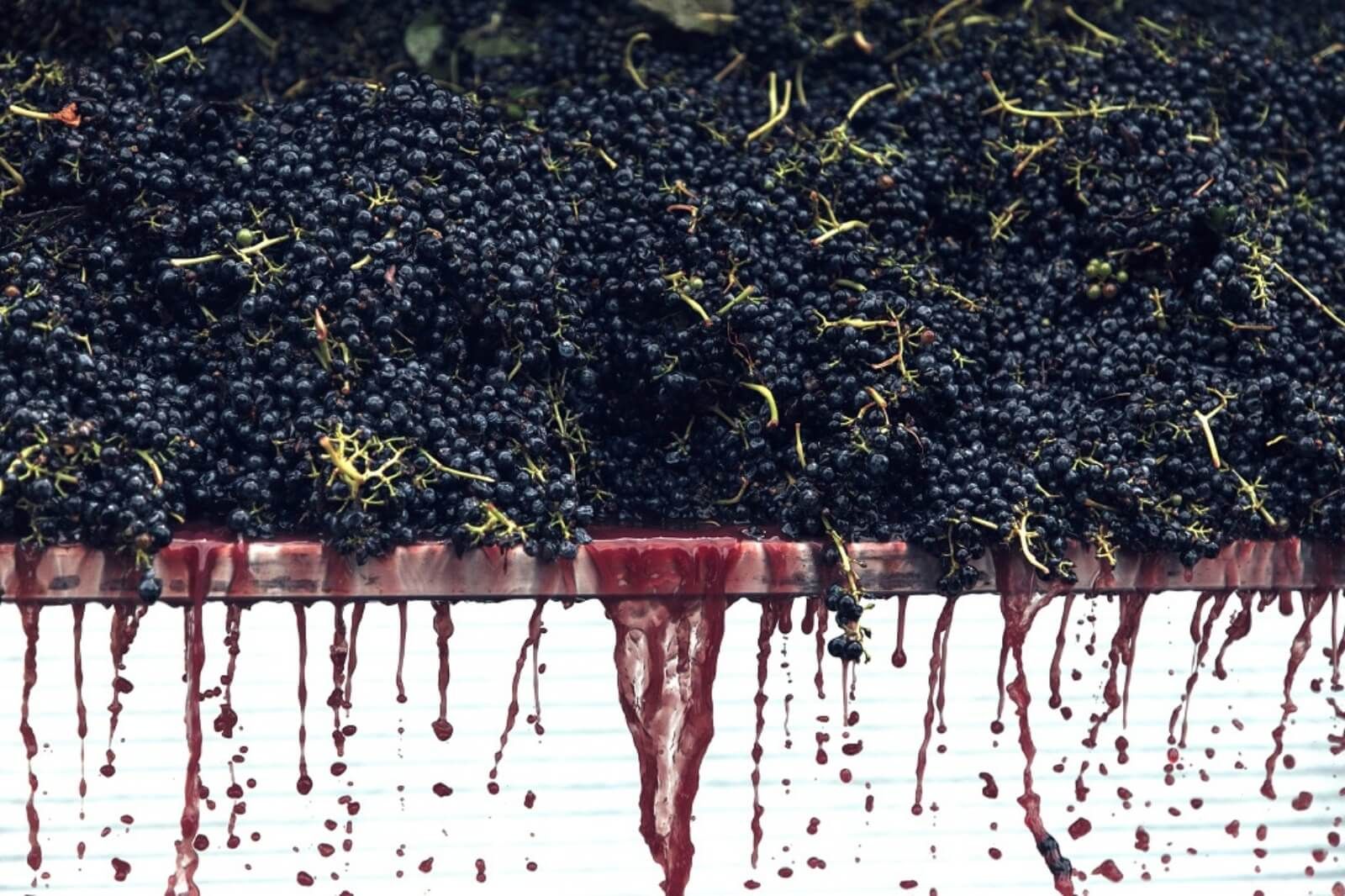 Photo for: Surplus Meets Strategy: How Drinks Businesses Profit From Wine Oversupply and Changing Tastes