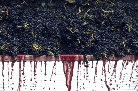 Photo for: Surplus Meets Strategy: How Drinks Businesses Profit From Wine Oversupply and Changing Tastes